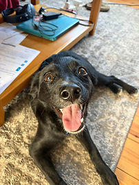Dog for adoption