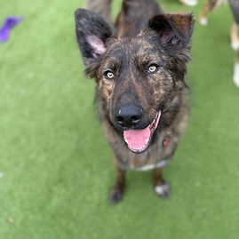 Dog for adoption