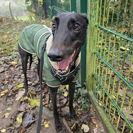 Dog for adoption
