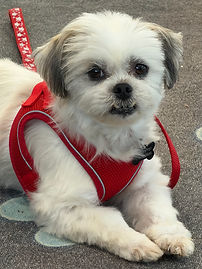 Dog for adoption