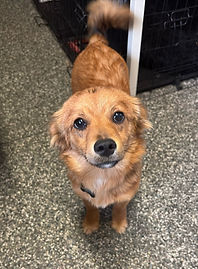 Dog for adoption