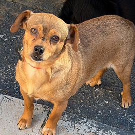 Dog for adoption