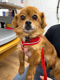 Dog for adoption