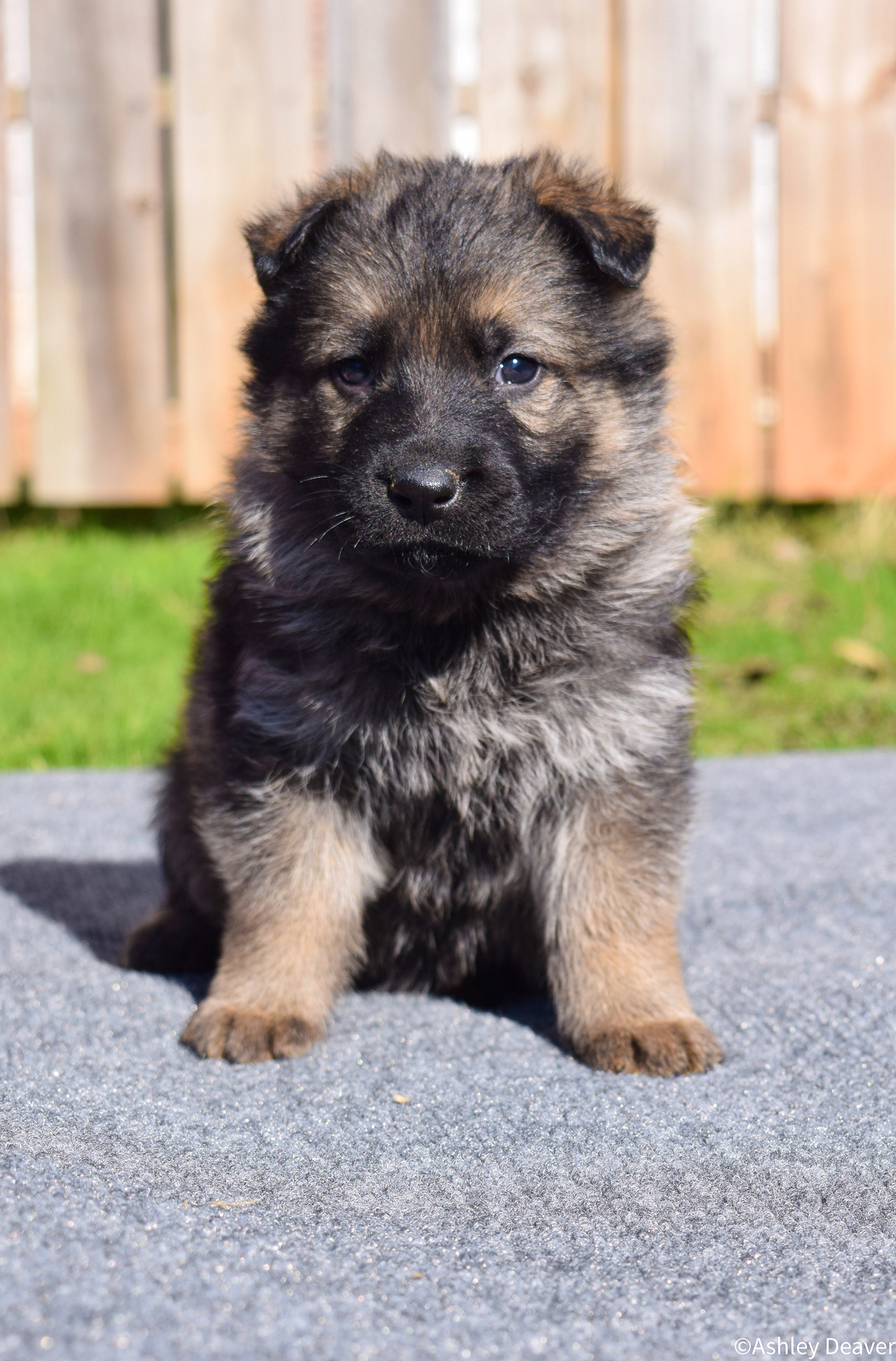 5 Weeks