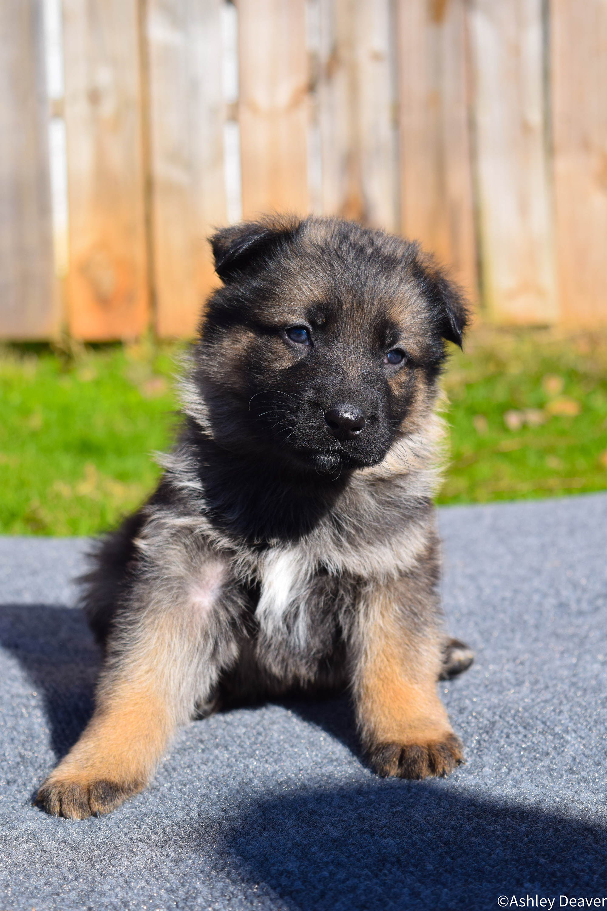 5 Weeks