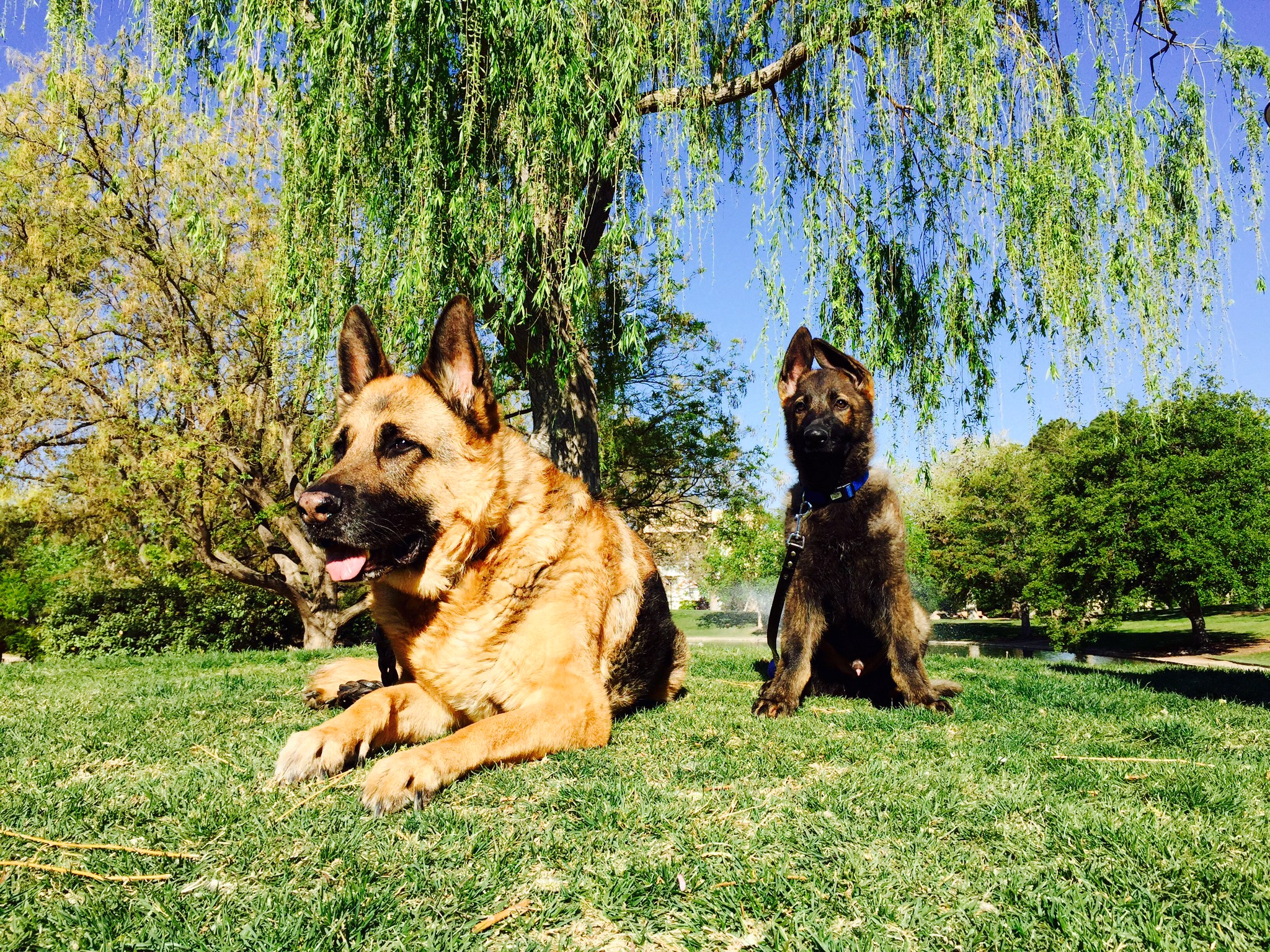 Bruno and Dante