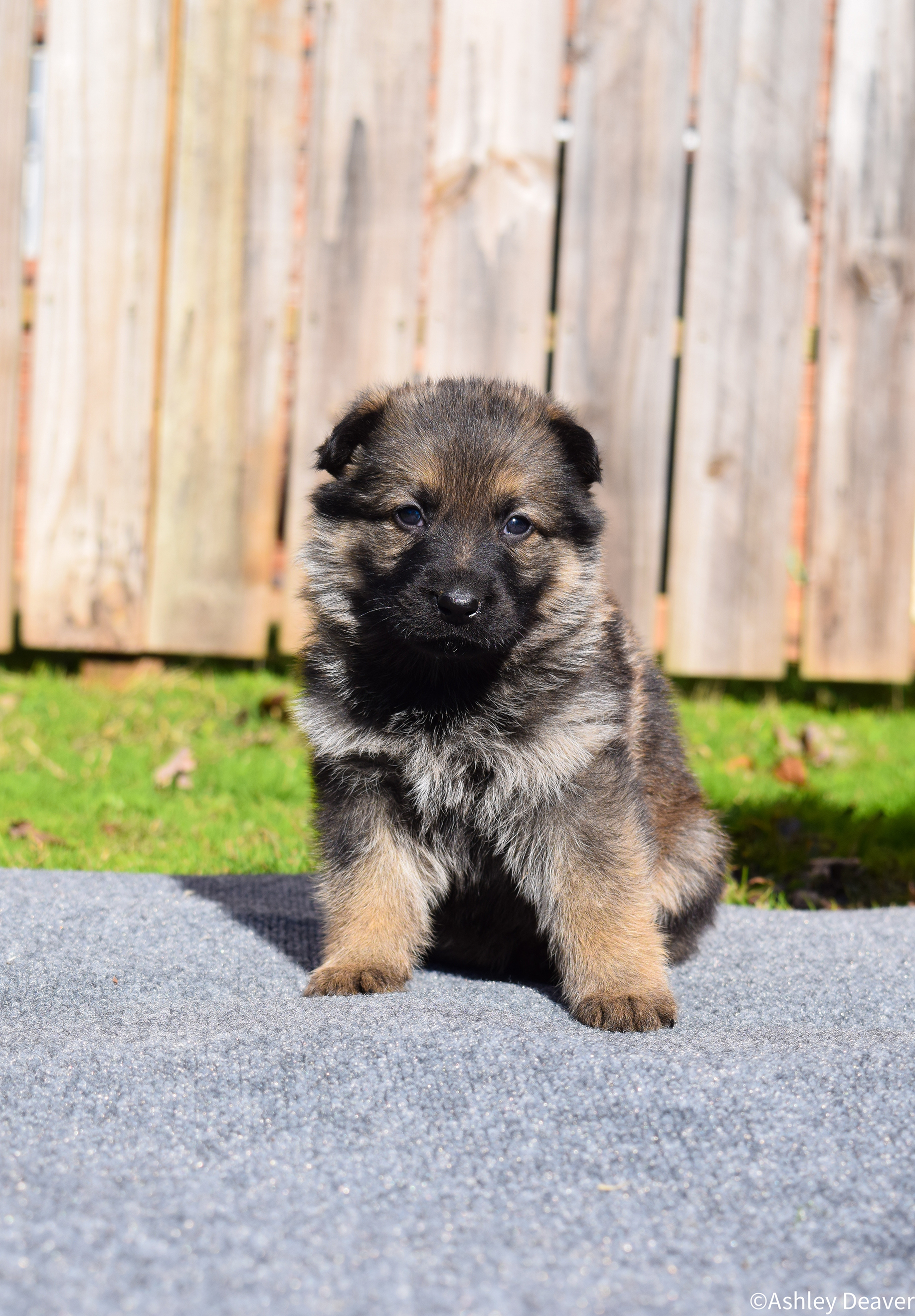 5 Weeks