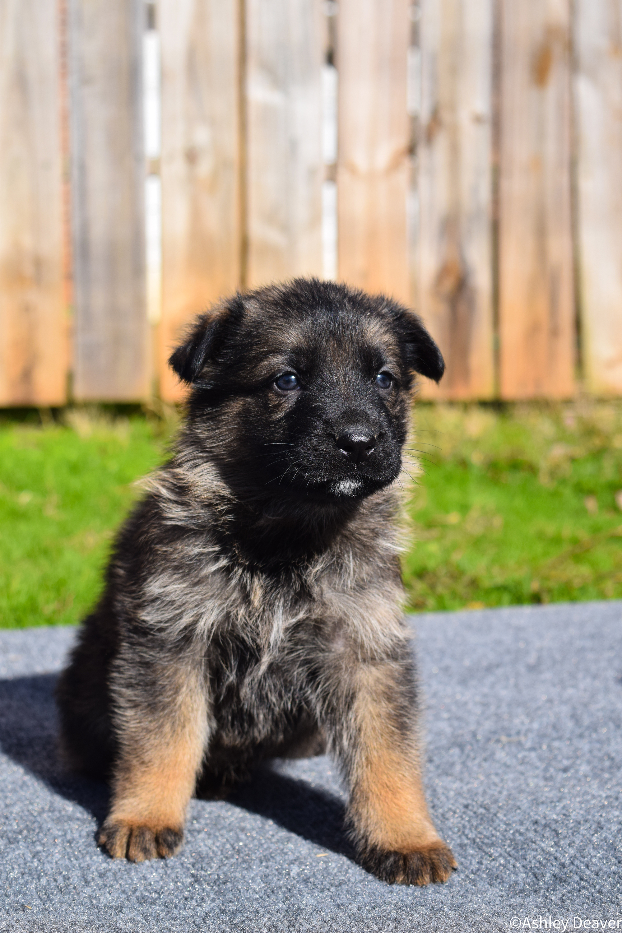 5 Weeks