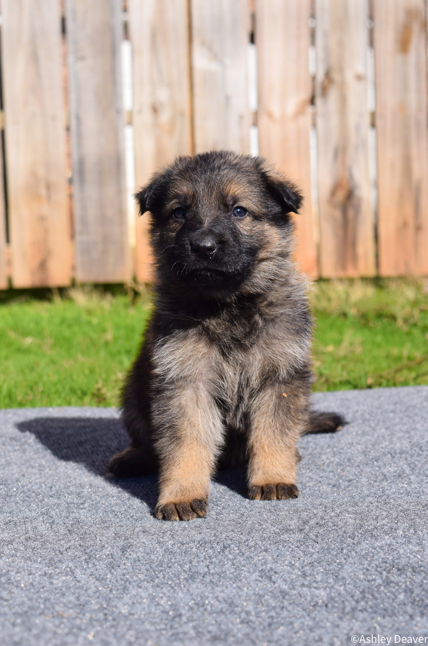 5 Weeks