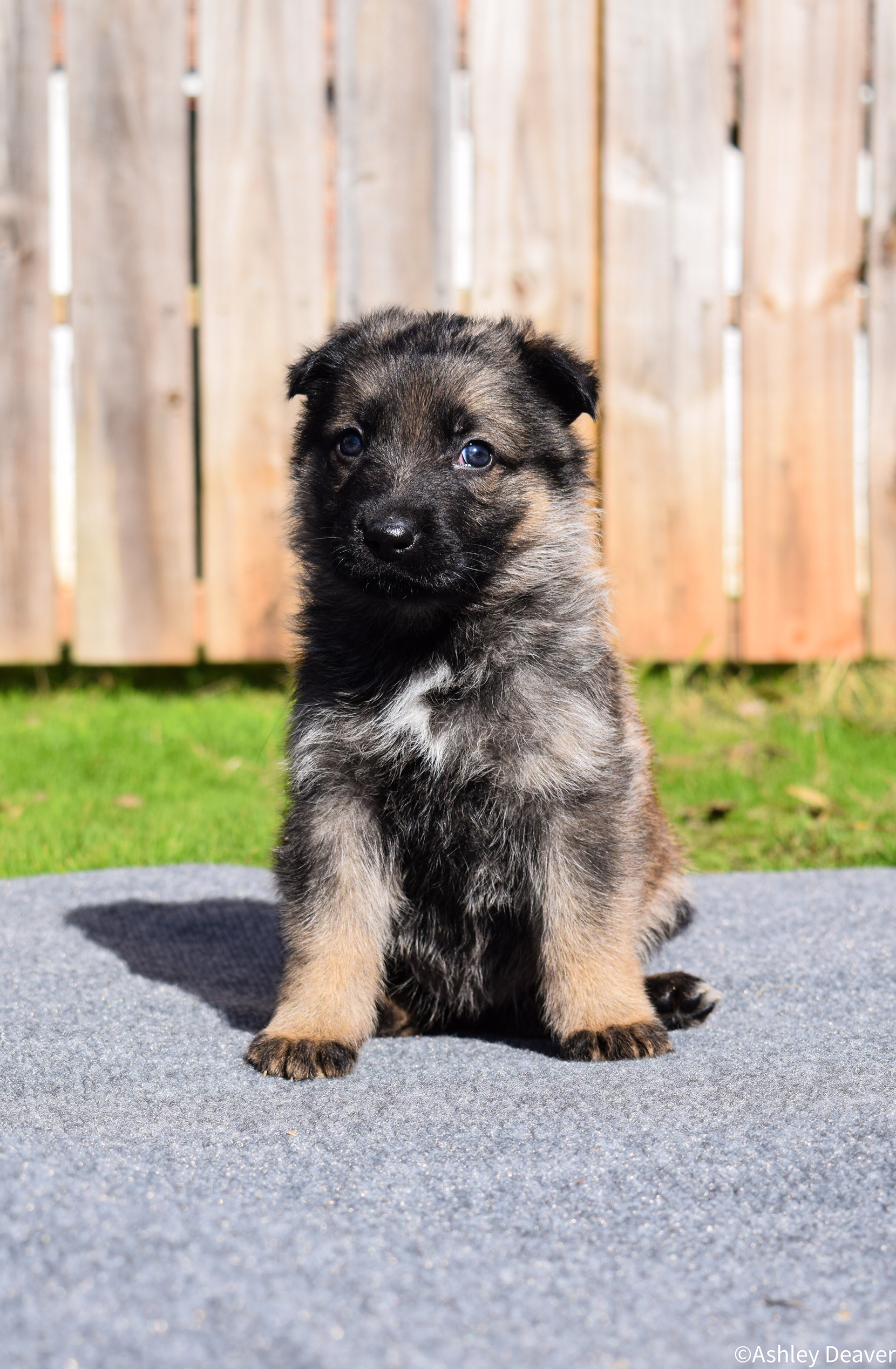 5 Weeks