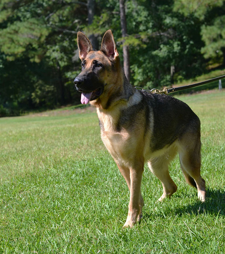 Police K9's for Sale Superior K9