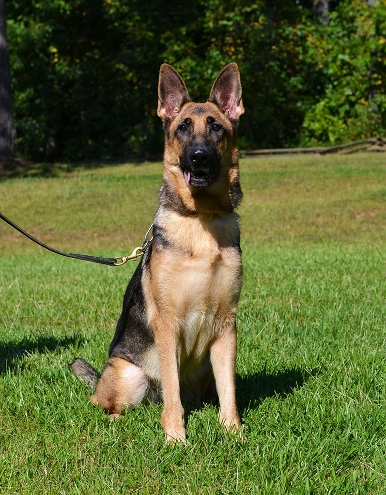 Police K9's for Sale Superior K9