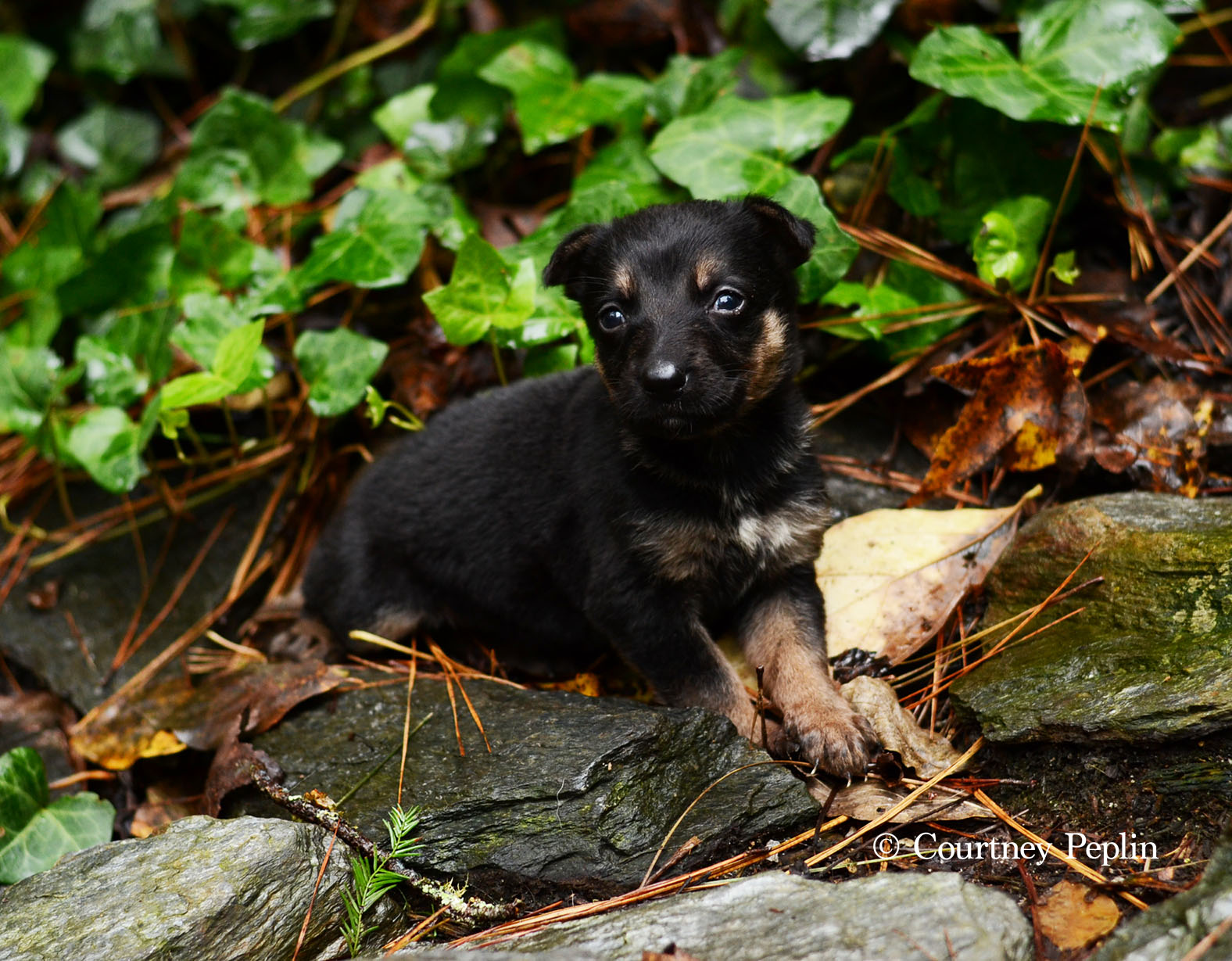 Age: 4 weeks 2 days