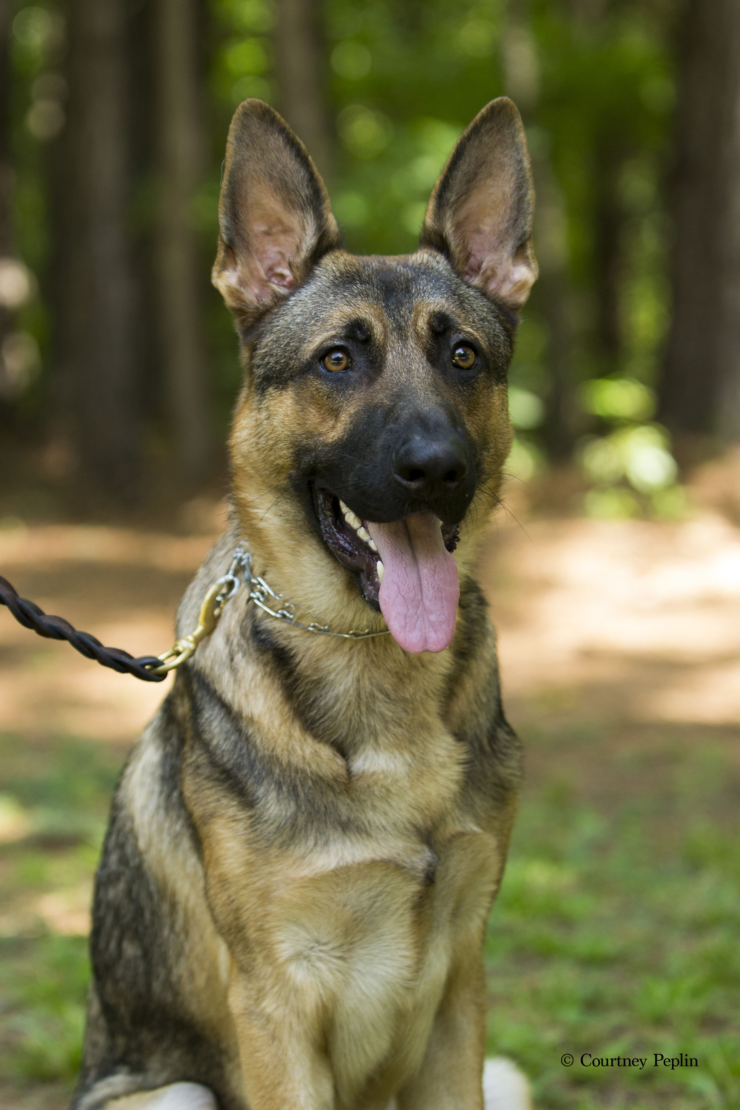 Maximus
