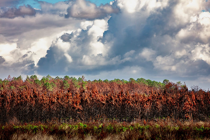 a burnt forest with clouds
