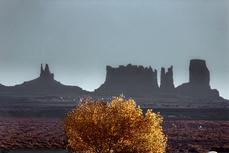 A golden tree with Monument valley in the background