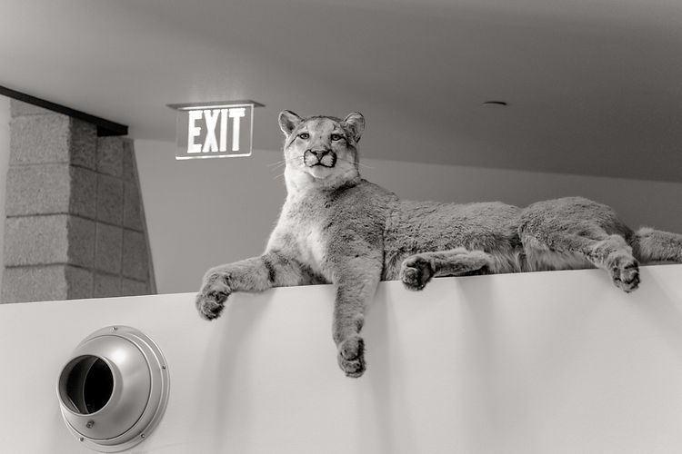 A mountain lion in a store