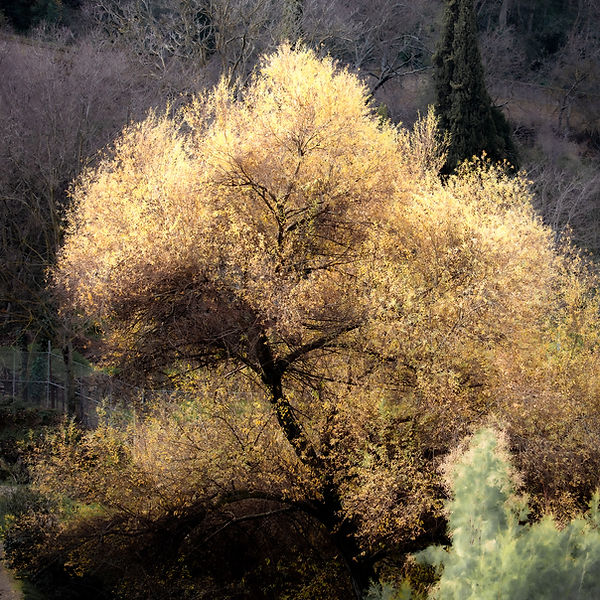 A beautiful tree with yellow leaves