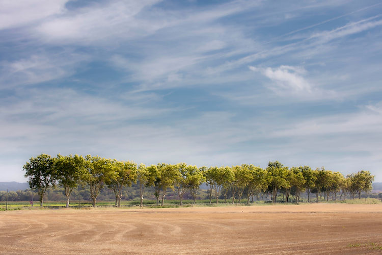 Trees aligned on a small french road