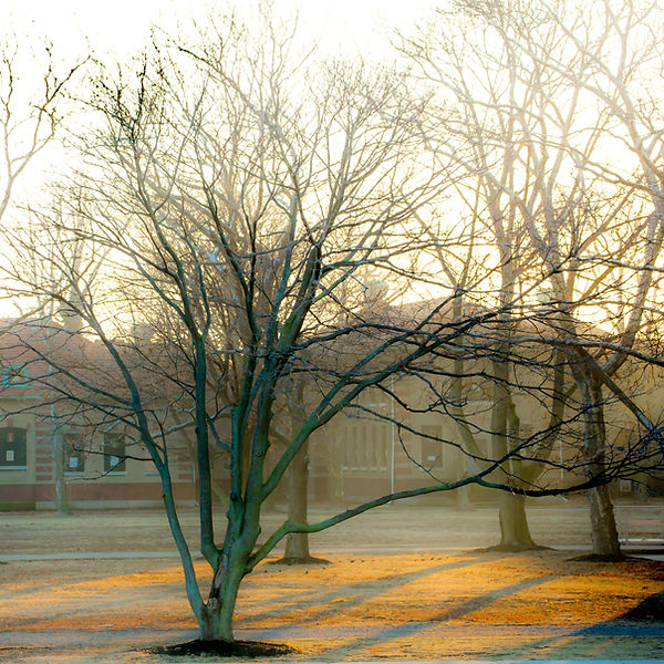 A tree in Elis Island at sunset