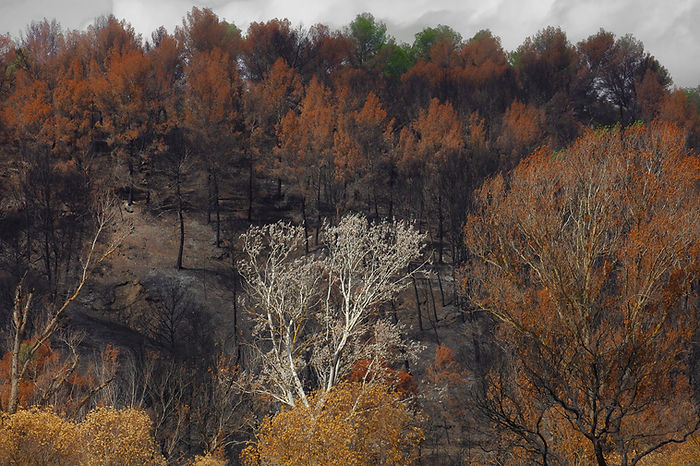a white tree in front of a burnt forest