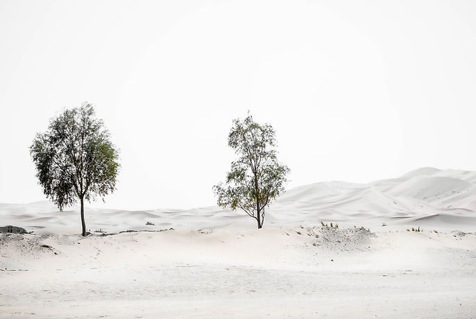 2 trees at the desert entrance in Morocco