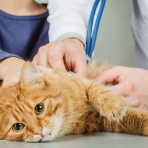 Misteri Terpecahkan: Rahasia Penyakit FIP pada Kucing dan Langkah-langkah Cerdas untuk Mencegahnya