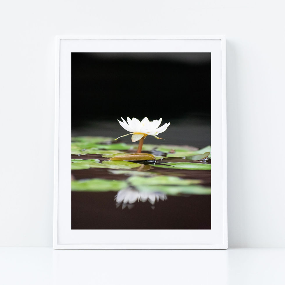 Thumbnail: Reflections of a Water Lily Print