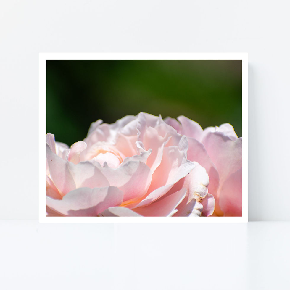 Thumbnail: Belinda Blush Rose Print