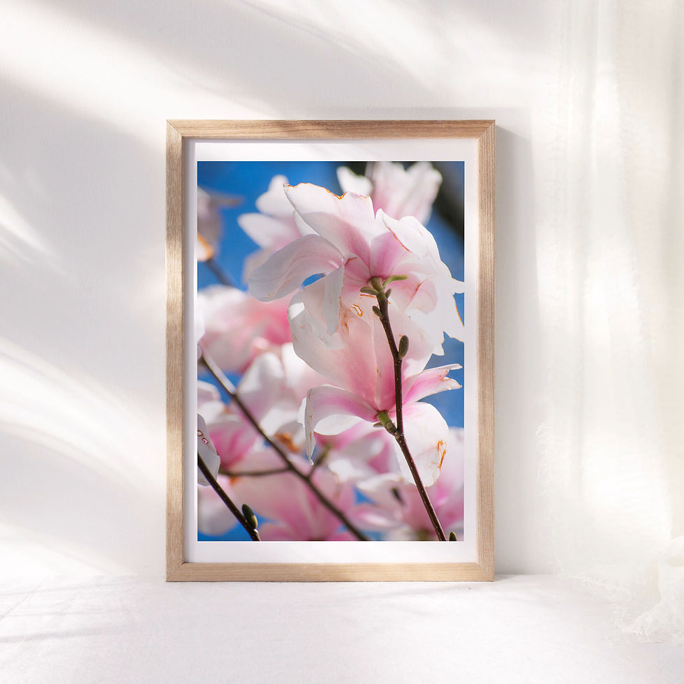 Thumbnail: Skyward Magnolias Print