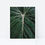 Thumbnail: Philodendron Leaf Midrib Line Print