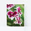 Thumbnail: Raspberry Patch Moth Orchid Print
