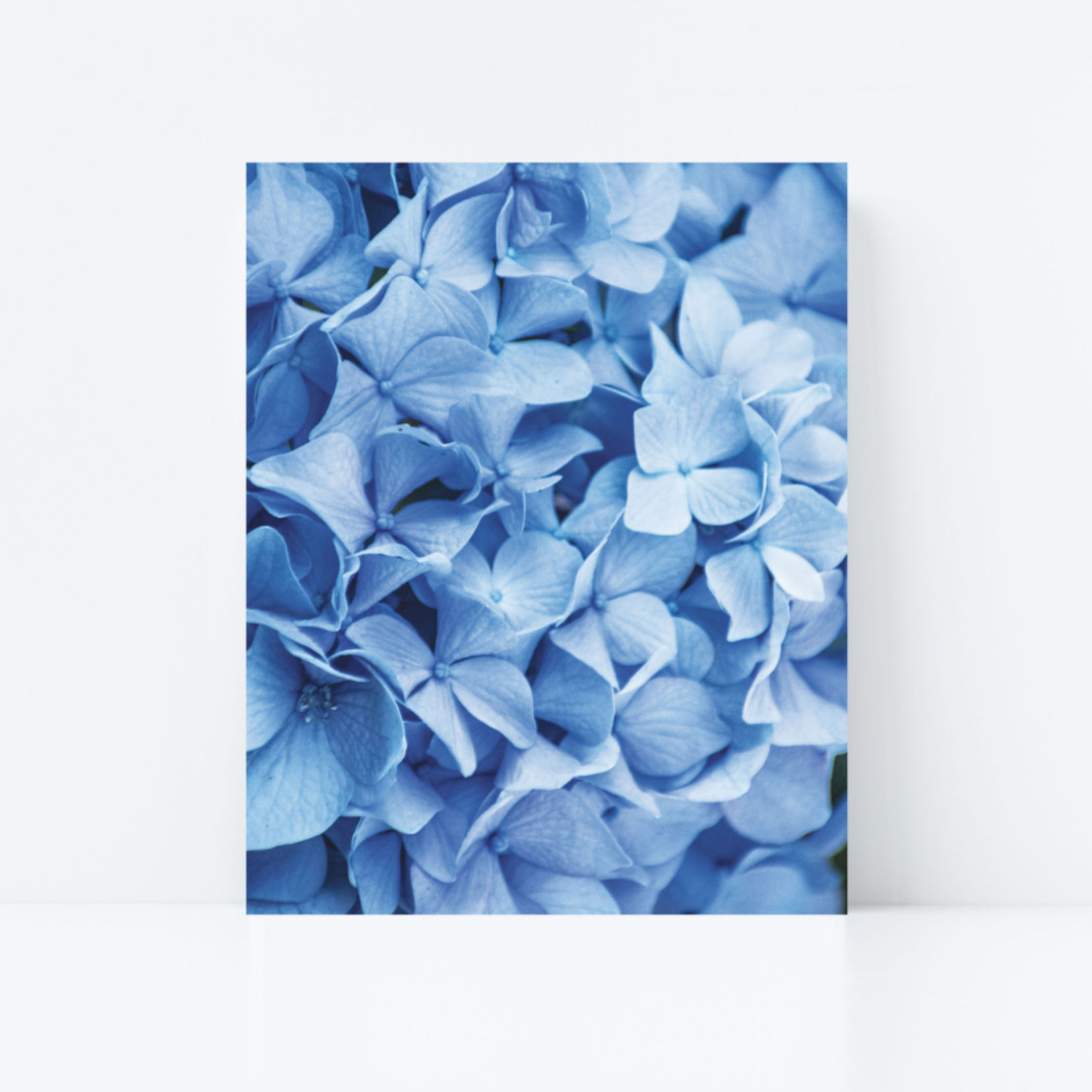 Blue Hydrangeas Print