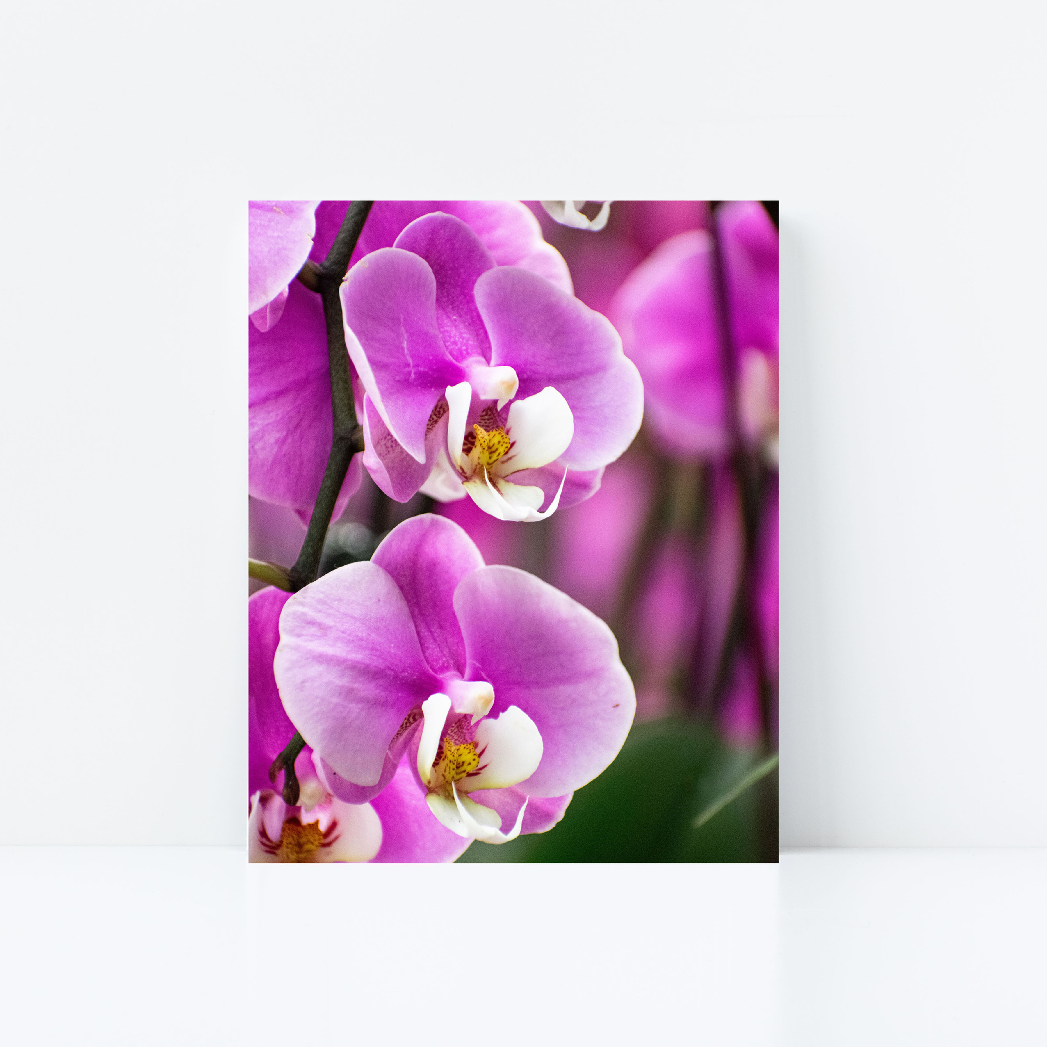 Pink Orchid Branch Print