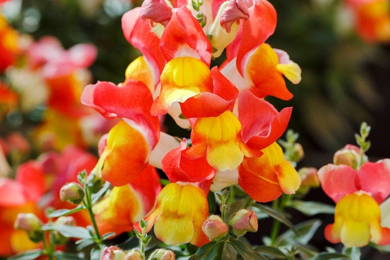 Thumbnail: Lõvilõuad