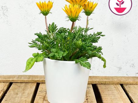 Gazania "Flores del verano"