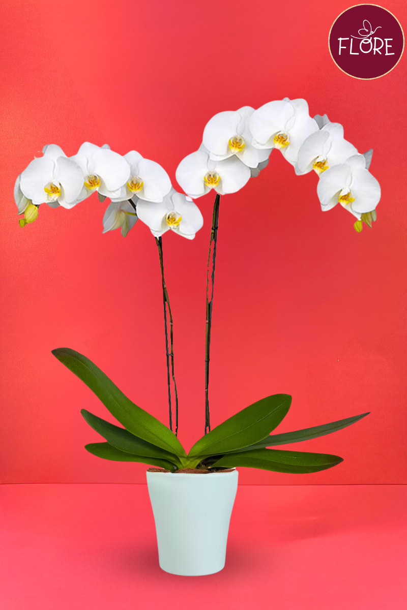 Maceta de Orquídea blanca