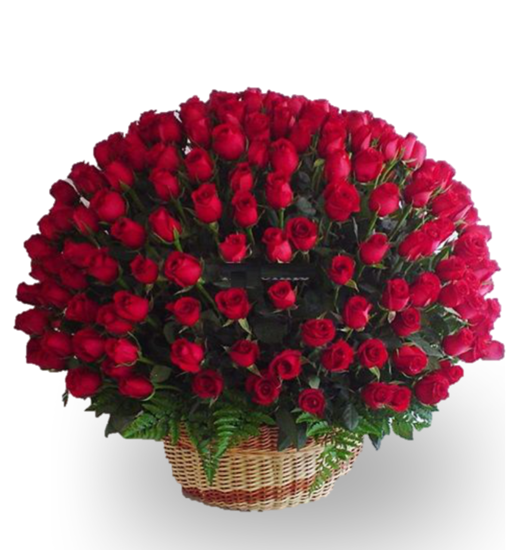 ROSAS PARA SORPRENDER