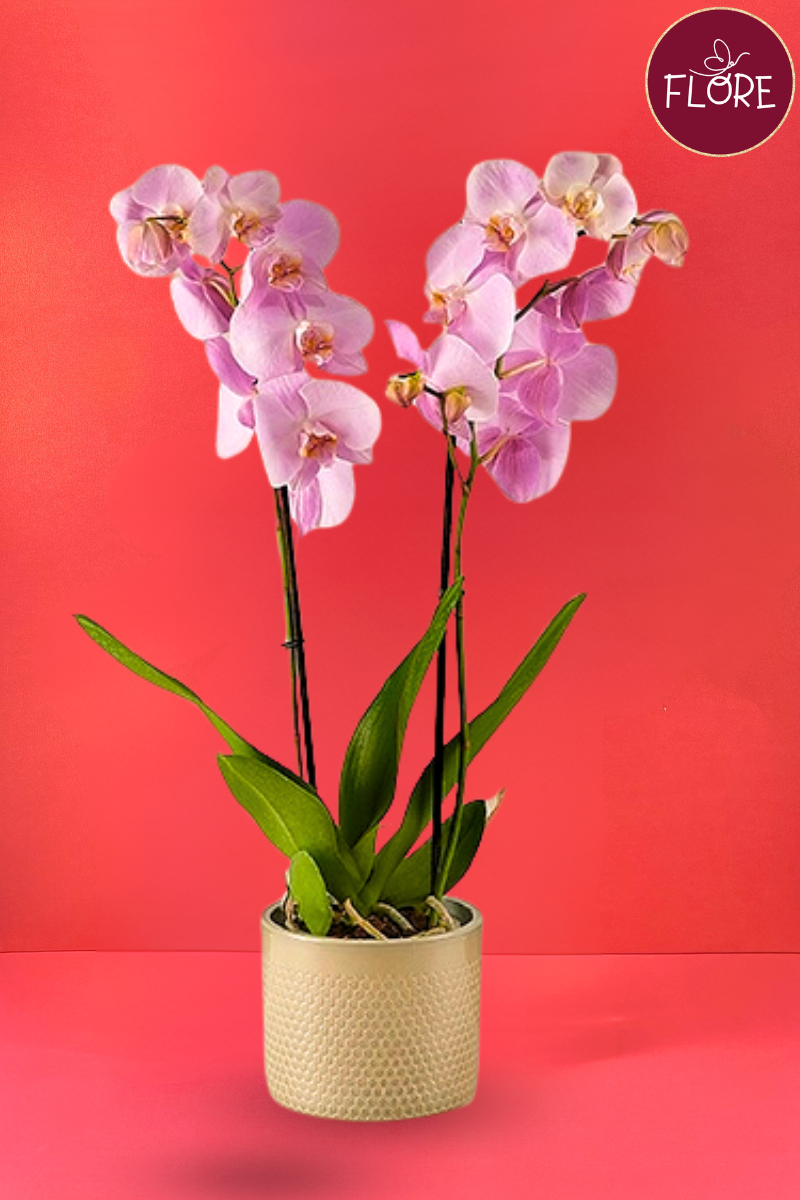 Maceta de Orquídea Morada