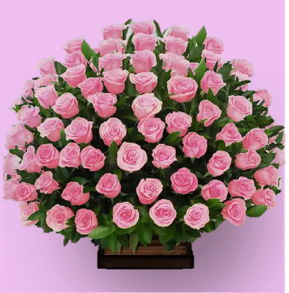 Rosas de rosa