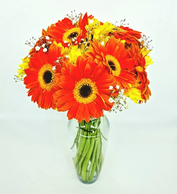 GERBERAS FRESCAS