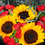 Miniatura: Girasoles con amor