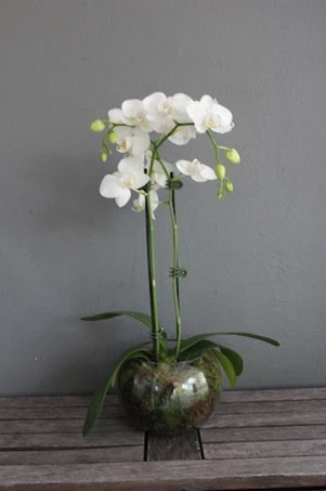 Orquídea Phalenopsis