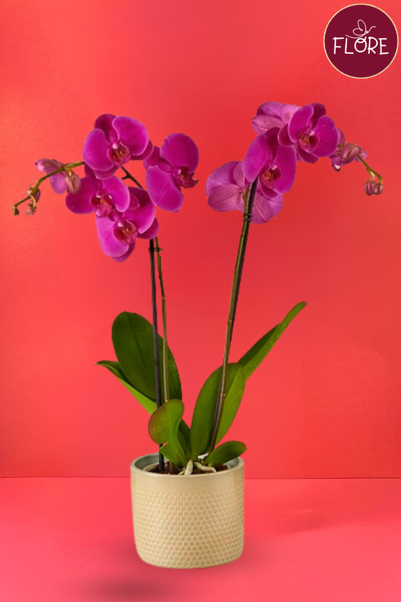 Orquídea en maceta morada