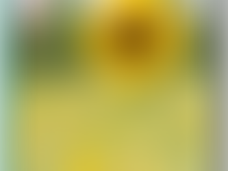 Girasoles "Flores del Verano!