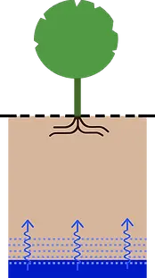Waterbuffering op basis van een hoog grondwaterpeil . In deze afbeelding is het grondwaterstand onbereikbaar voor boomwortels, waardoor de boom veel ondergrondse groeiruimte nodig heeft om een adequate waterbuffer aan te leggen. Daarnaast speelt de bodemkwaliteit, die vaak sterk wordt beïnvloed door het organisch stofgehalte, een wezenlijk grotere rol.