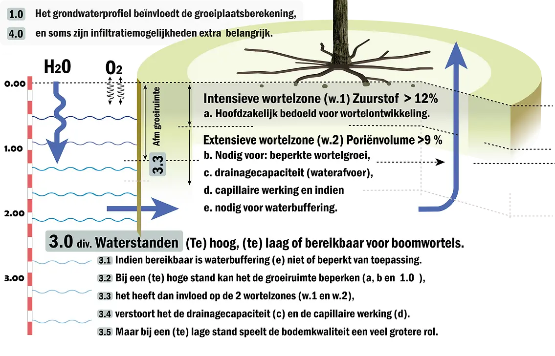 Overzicht of Figuur 1 toont een gedetailleerd onderdeel van de boomgroeiplaats volgens de vier vuistregels. Alle genummerde items en bruine knoppen zijn aanklikbaar en verwijzen u naar de juiste alinea. Daarnaast is er een PDF met hogere leeskwaliteit, die automatisch op een andere pagina opent.Groeiplaatsberekening en Grondwaterprofiel De ondergrondse groeimogelijkheden zijn cruciaal voor de levensduur van een boom en moeten in balans zijn met de bovengrondse groenmassa volgens de 50:50-regel. Hoge grondwaterstanden zijn doorgaans voordelig, maar te hoge niveaus kunnen de beschikbare groeiruimte verminderen, waardoor de wortelontwikkeling beperkt wordt. Een te hoge grondwaterstand kan ook de drainagecapaciteit van de bodem negatief beïnvloeden, vooral in zware bodems. Omgekeerd vereist een lage grondwaterstand meer ondergrondse ruimte voor waterbuffering, waarbij bodemkwaliteit en infiltratiemogelijkheden van groot belang zijn.