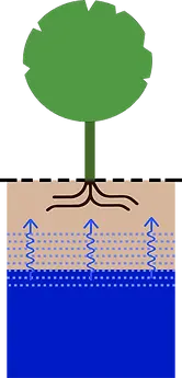 In deze afbeelding is een doorsnede van een bodemprofiel waarin een hoge grondwaterstand voor waterbuffering zorgt. Bij voldoende wateropslag kan een boom, door middel van capillaire werking, zelfstandig water naar behoefte opnemen. Een alledaags voorbeeld van maximale capillaire werking kunt u waarnemen door het volgende experiment uit te voeren: Laat een suikerklontje voor slechts een beperkt deel (ongeveer 35%) in uw kopje thee zakken. U zult constateren dat het suikerklontje zich volledig volzuigt met thee. Dit fenomeen staat bekend als capillaire werking. Tevens geldt dat een bodem die aan de capillaire kwaliteitseisen voldoet, altijd een zelfvoorzienend drainerend vermogen heeft tijdens natte periodes. Een verstoring van de capillaire werking binnen een diepte van 150 cm kan de ontwikkeling van een boom ernstig beïnvloeden, zoals bij bodemverdichting.