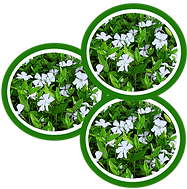 Veel particulieren maken gebruik van een gratis beplantingsschets. Dit betreft een visueel beplantingsplan (zie voorwaarden). 