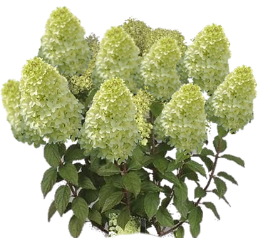 Veel particulieren maken gebruik van een gratis beplantingsschets. Dit betreft een visueel beplantingsplan (zie voorwaarden). 